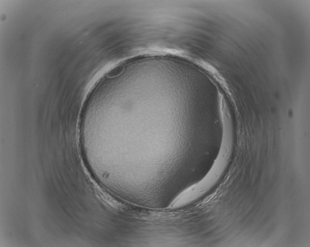 X0000061151183200512161548