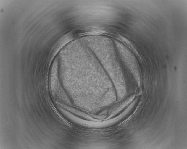 X0000061151186200512161547