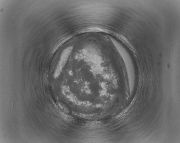 X0000061151225200512161547