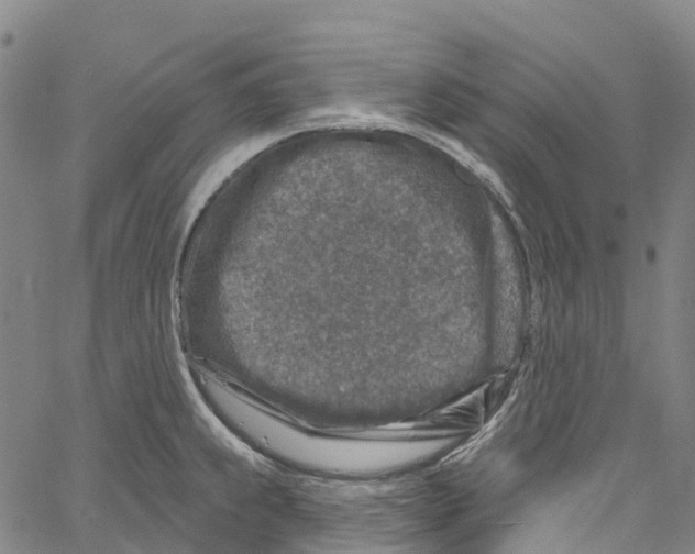 X0000061151239200512161547