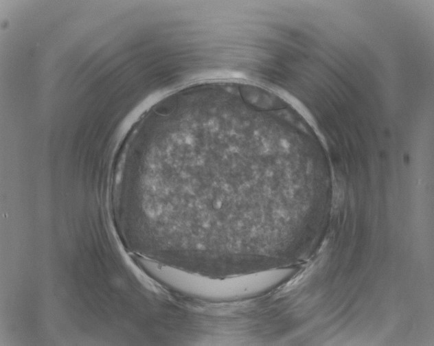 X0000061151245200512161547