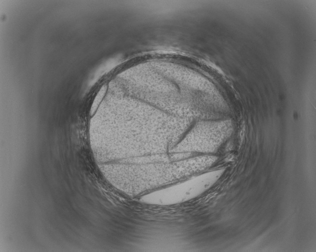 X0000061151255200512161546