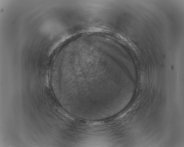 X0000061151262200512161546