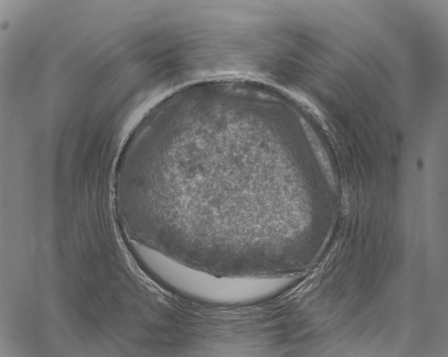 X0000061151279200512161546