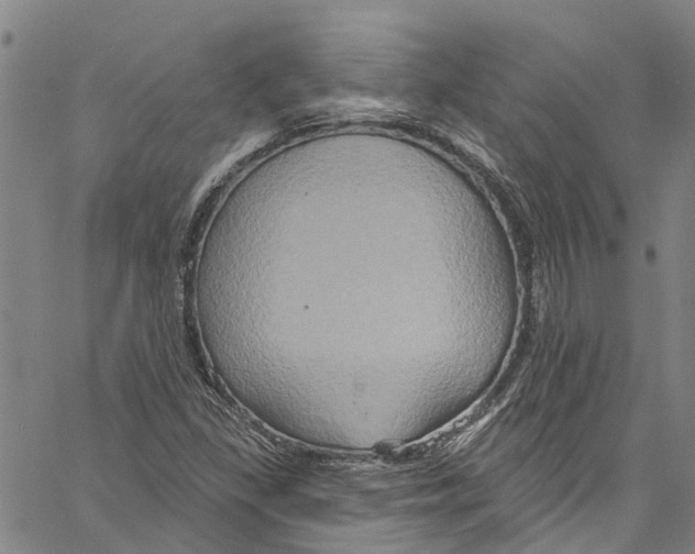 X0000061151309200512161545