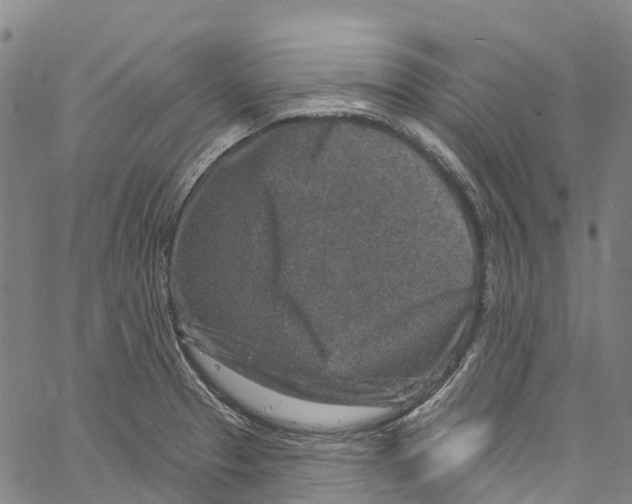 X0000061151329200512161545