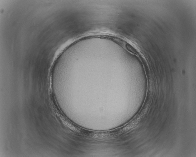 X0000061151366200512161545