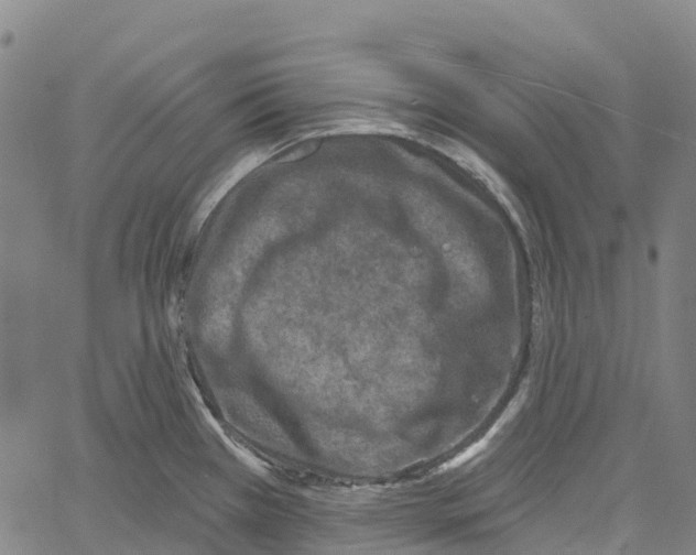 X0000061151385200512161544