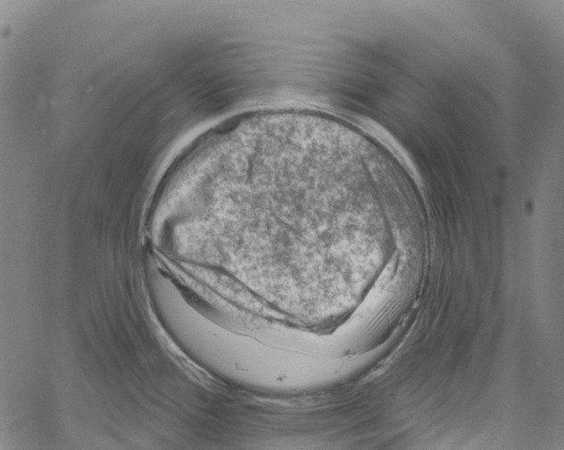 X0000061151388200512161544