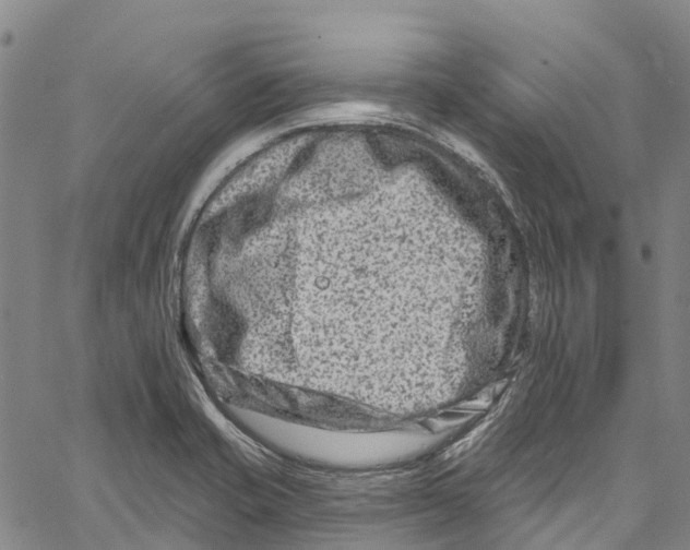 X0000061151421200512161544