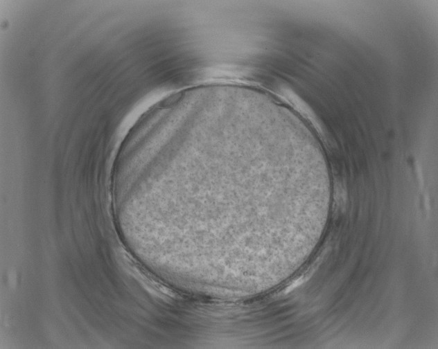 X0000061151435200512161544