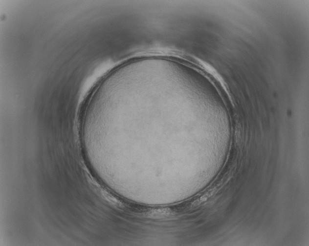 X0000061151464200512161543