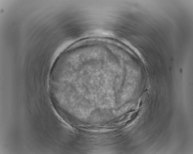 X0000061151477200512161543