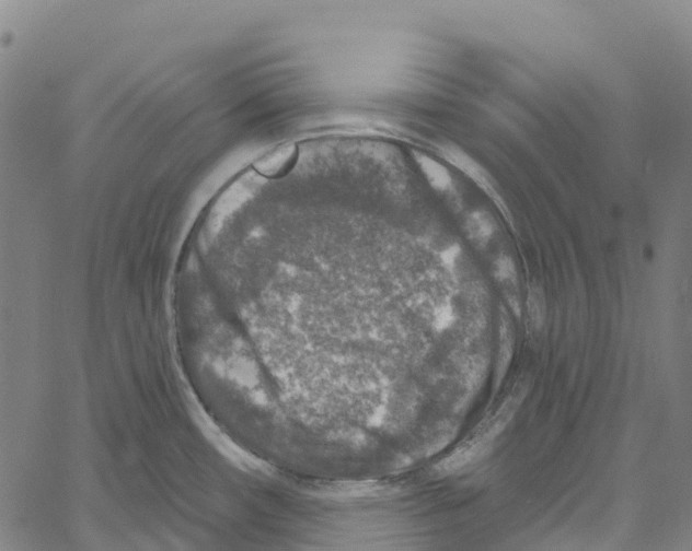 X0000061151482200512161543