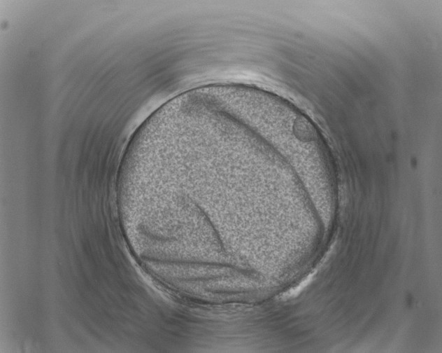 X0000061151521200512161542