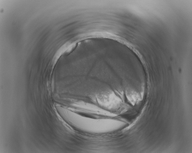 X0000061151529200512161542