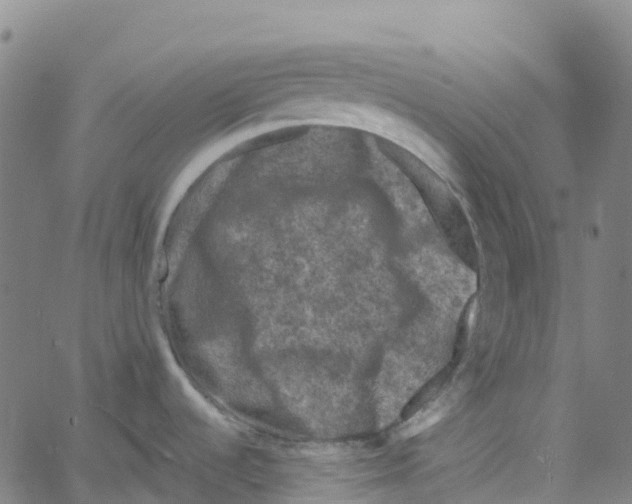 X0000061151536200512161543