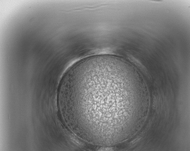 X0000061721174200512091952