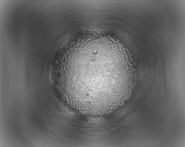 X0000061720185200512161605