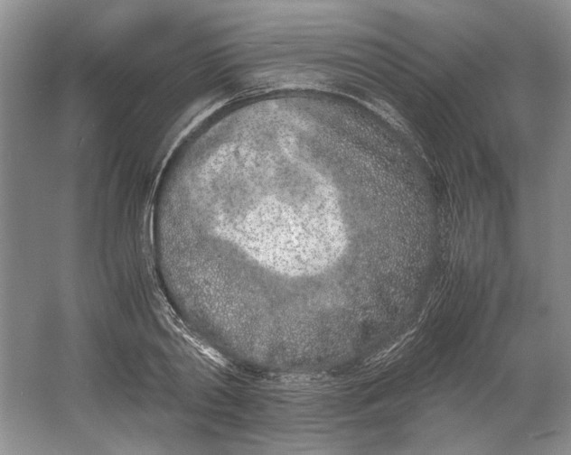 X0000061720790200512161554