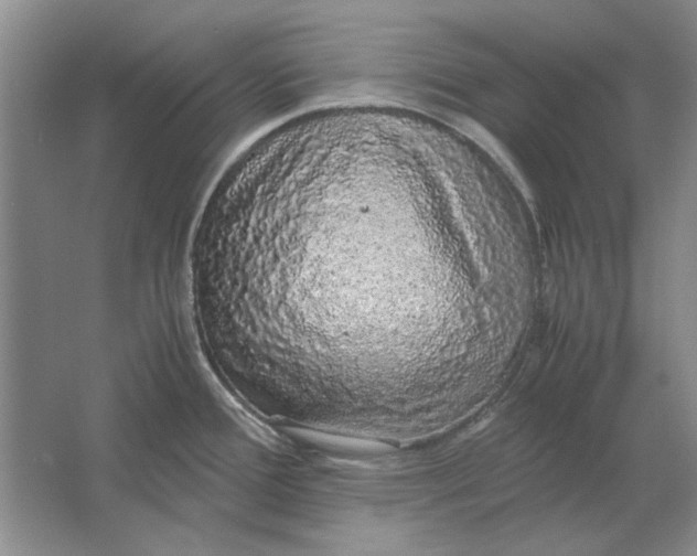 X0000061721388200512161543