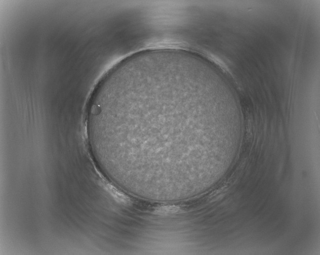 X0000061721462200512161542