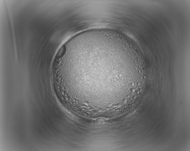 X0000061721467200512161542