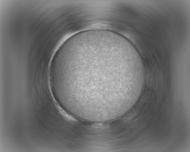 X0000061721478200512161542