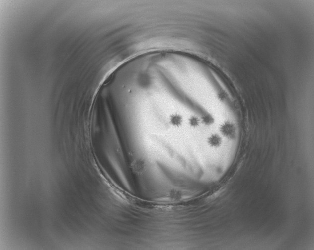 X0000061721529200512161542