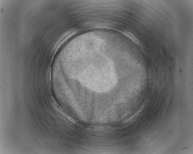 X0000061720790200512231407