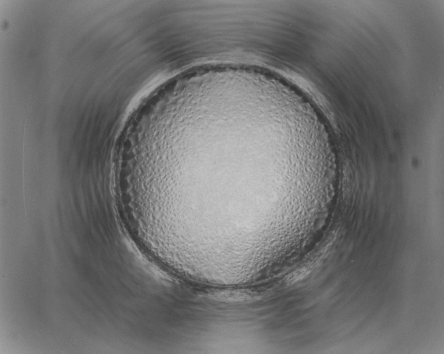 X0000061720998200512231404