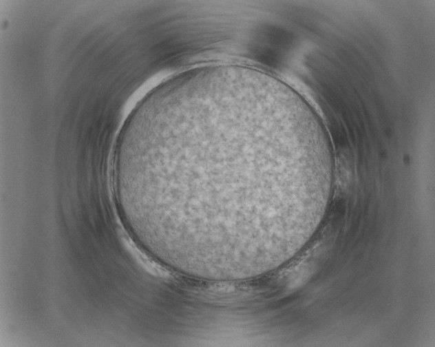 X0000061721098200512231402