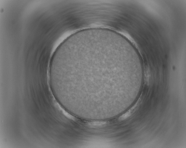 X0000061721294200512231359