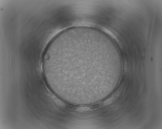 X0000061721462200512231356