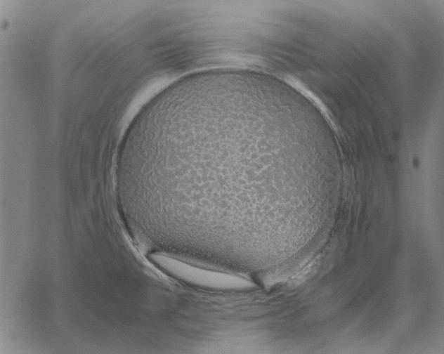 X0000061721477200512231356