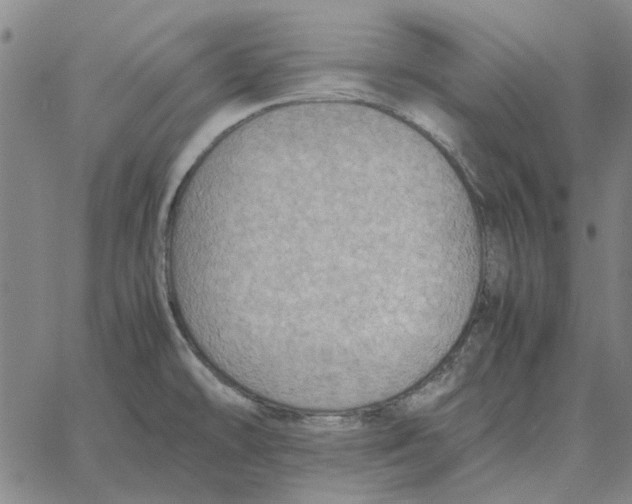 X0000061721478200512231356