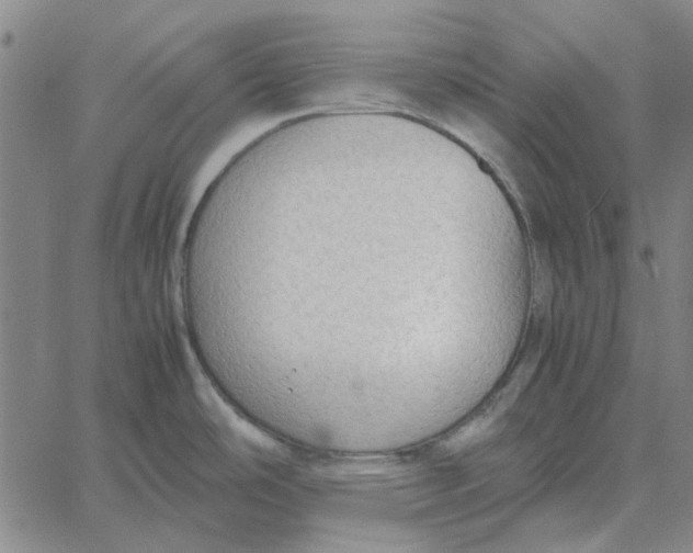 X0000061721486200512231356