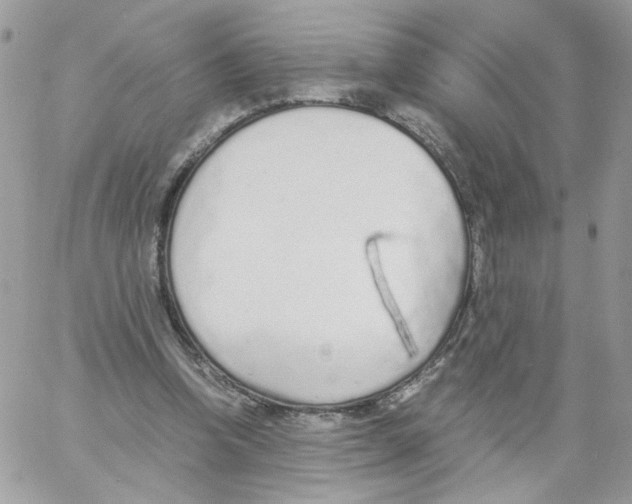 X0000061720346200512302125