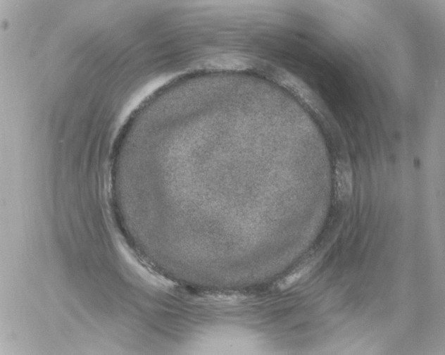 X0000061720726200512302119