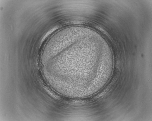 X0000061721026200512302114