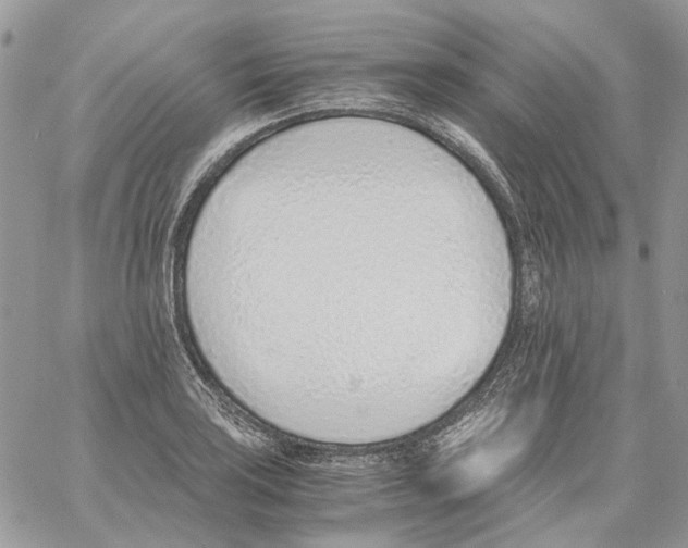 X0000061721035200512302114