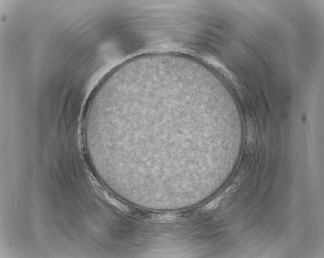 X0000061721278200512302110