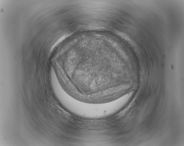 X0000061721306200512302109