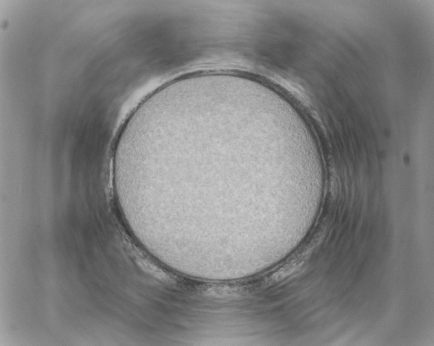 X0000061721366200512302109