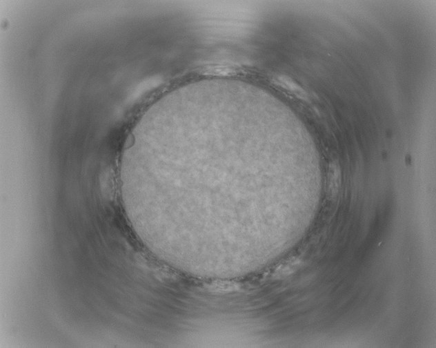 X0000061721446200512302107