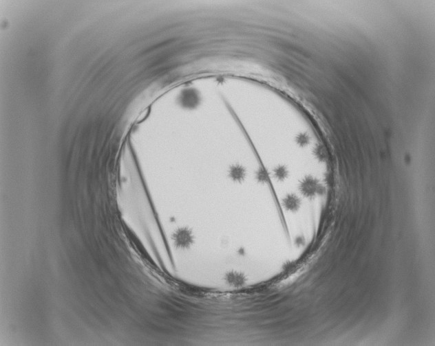 X0000061721529200512302106