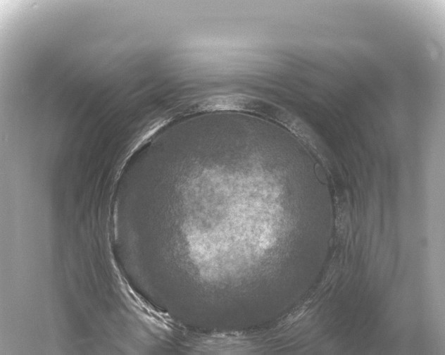 X0000061730386200512050939