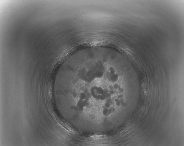 X0000061730499200512050937