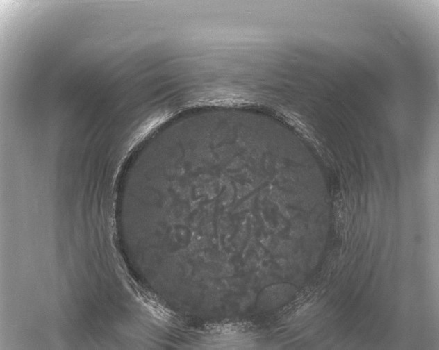 X0000061730679200512050934