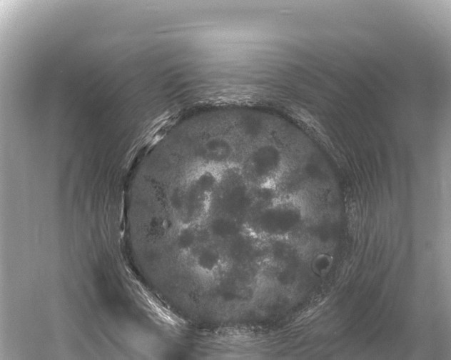 X0000061730729200512050933